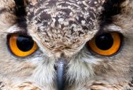 Picture of the Day: Owl Eyes