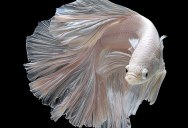 The Flowing Fins of Siamese Fighting Fish