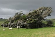 Picture of the Day: Windswept Trees