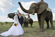 Couple Have Safari Wedding Surrounded by Elephants and Giraffes