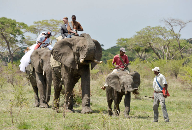 Couple Have Safari Wedding Surrounded by Elephants and Giraffes ...