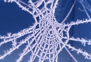 Picture of the Day: Frosted Spider Web