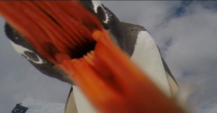 Picture of the Day: When Penguins Attack