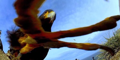 Bird Steals Camera and Proceeds to Take Amazing Footage