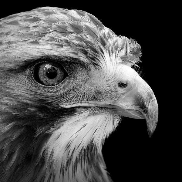 Black and White Animal Portraits in Breathtaking Detail » TwistedSifter