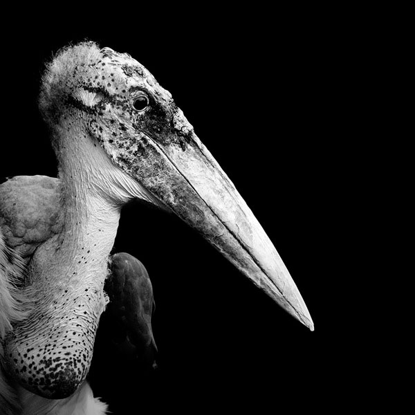 Black and White Animal Portraits in Breathtaking Detail » TwistedSifter