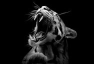 Black and White Animal Portraits in Breathtaking Detail