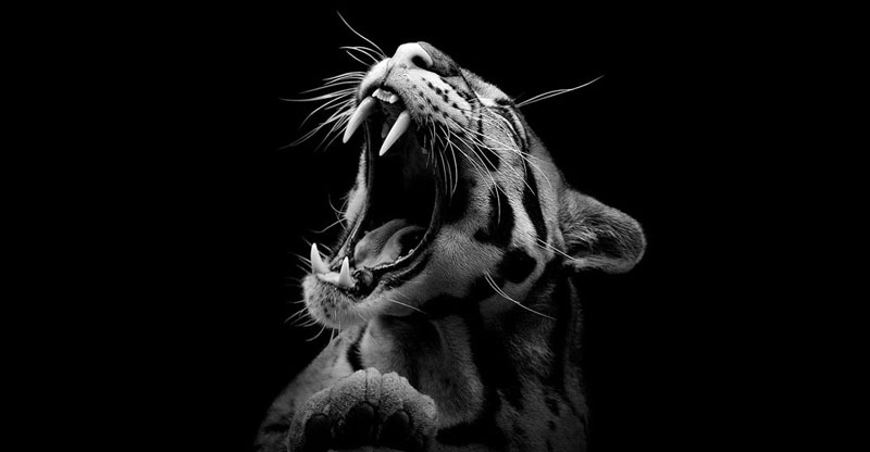 Black and White Animal Portraits in Breathtaking Detail