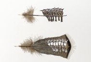 The Art of Cutting Feathers by Chris Maynard