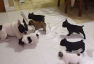 This French Bulldog is Teaching His Pups How to Play. It’s Pretty Adorable
