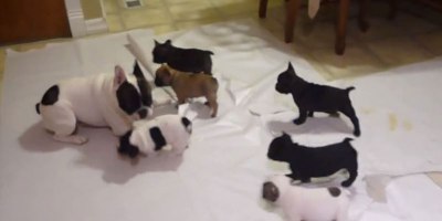 This French Bulldog is Teaching His Pups How to Play. It's Pretty Adorable