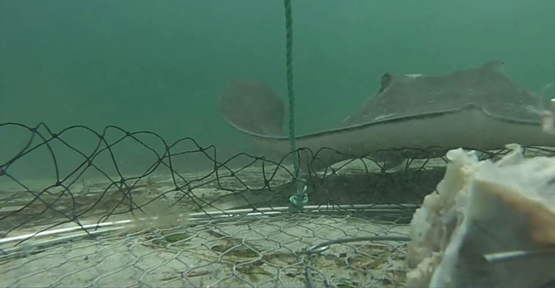 These Fishers Put a GoPro on a Crab Net. The Results were Surprising