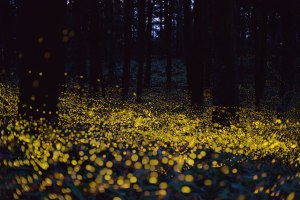 long exposure fireflies at night in japan tsuneaki hiramatsu 3 long exposure fireflies at night in japan Tsuneaki Hiramatsu (3)