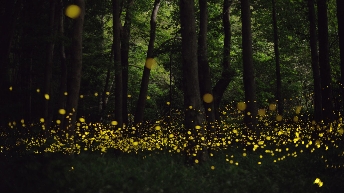 long exposure fireflies at night in japan Tsuneaki Hiramatsu (6 ...