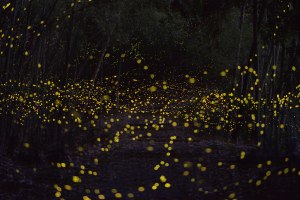 long exposure fireflies at night in japan tsuneaki hiramatsu 7 long exposure fireflies at night in japan Tsuneaki Hiramatsu (7)