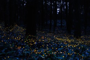 long exposure fireflies at night in japan tsuneaki hiramatsu 8 long exposure fireflies at night in japan Tsuneaki Hiramatsu (8)