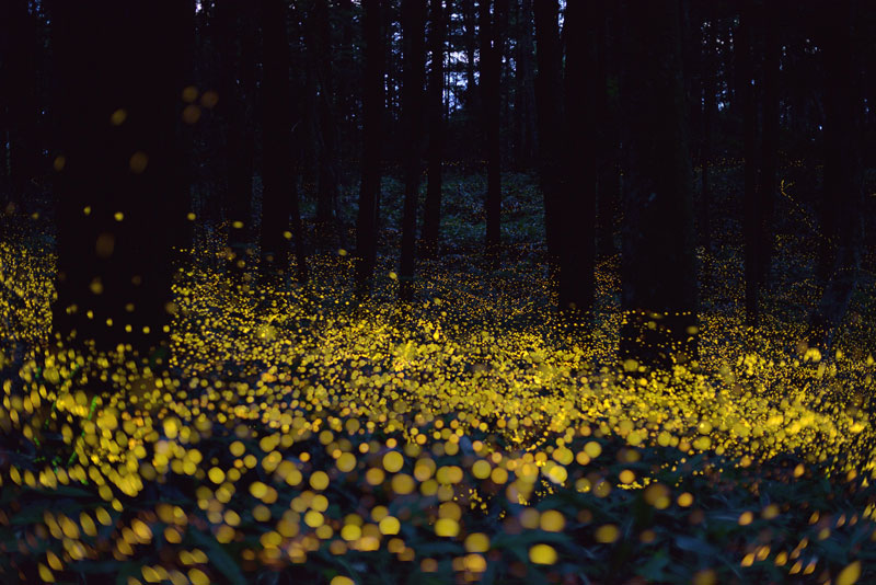 Long Exposure Photos of Fireflies Lighting Up the Forest Night ...