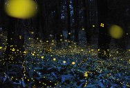 Long Exposure Photos of Fireflies Lighting Up the Forest Night