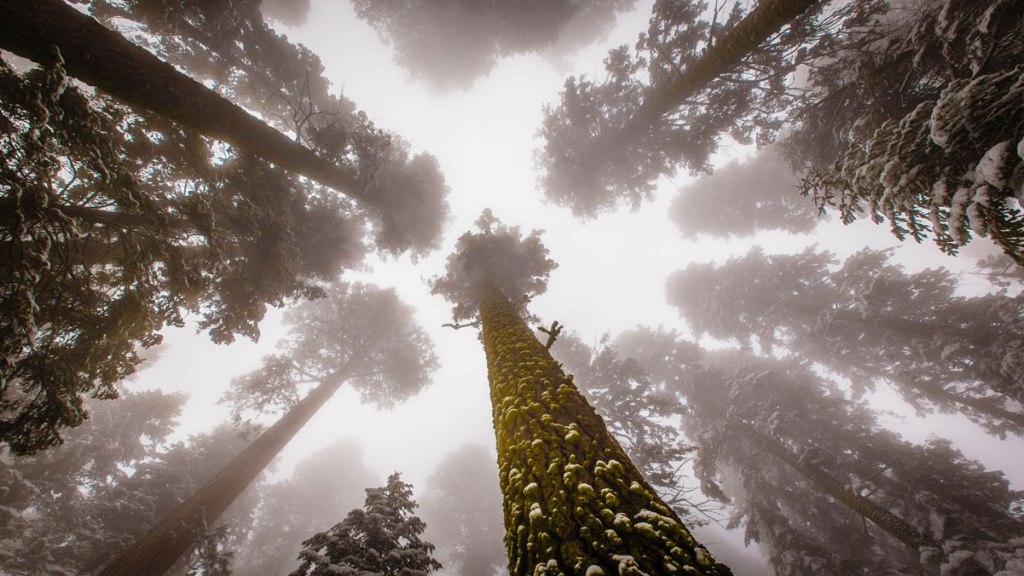 Picture of the Day: Looking Up to Giant Sequoias 