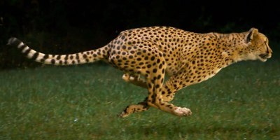 This Cheetah is Running 100 km/h… in Super Slow Motion
