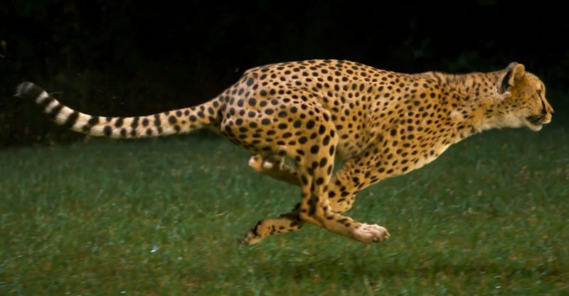 This Cheetah is Running 100 km/h… in Super Slow Motion