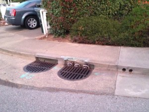 three raccoons popping heads out of sewer three raccoons popping heads out of sewer