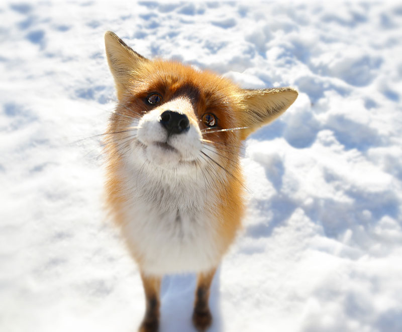 Picture of the Day: A Fox Says What?
