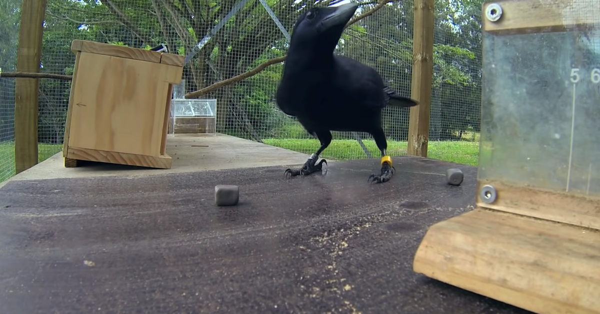 crow problem solving video