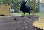 This Problem-Solving Crow is Blowing My Mind
