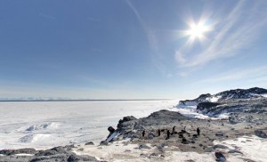 adelie penguin rookery adelie penguin rookery