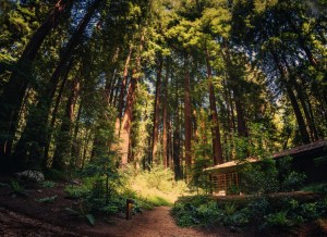 cabin in big sur surrounded by redwoods trey ratcliff test cabin in big sur surrounded by redwoods trey ratcliff test