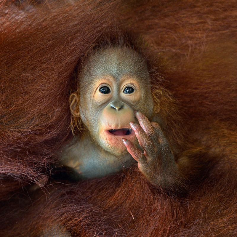 20 Highlights from the 2014 Sony World Photography Awards