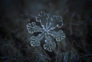 Picture of the Day: A Single Snowflake