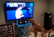 This Dog Loves Watching Tennis Because He Thinks They’re Going to Throw Him the Ball