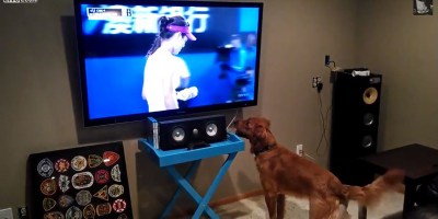 This Dog Loves Watching Tennis Because He Thinks They’re Going to Throw Him the Ball