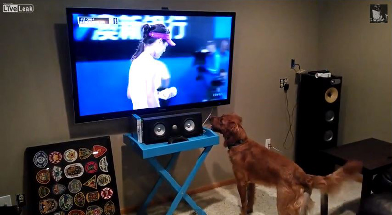 This Dog Loves Watching Tennis Because He Thinks They're Going to Throw Him the Ball
