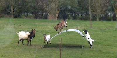 If These Goats on a Steel Ribbon Don't Cheer You Up, Nothing Will