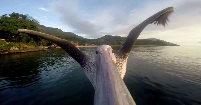 These Guys Strapped a GoPro to a Pelican that Forgot How to Fly. This is His First Flight