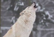 How Wolves Changed an Entire Ecosystem