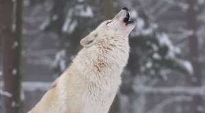 how wolves change rivers video trophic cascade yellowstone national park how wolves change rivers video trophic cascade yellowstone national park