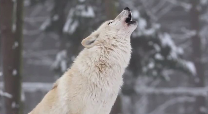 How Wolves Changed an Entire Ecosystem 