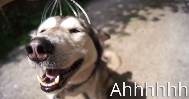 You Know Those Head Massagers? This Dog is Experiencing One for the First Time