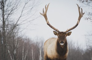 majestic elk portrait with snow on his face majestic elk portrait with snow on his face