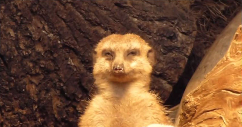 This Meerkat Trying Not to Fall Asleep is the Best Thing You Will See Today