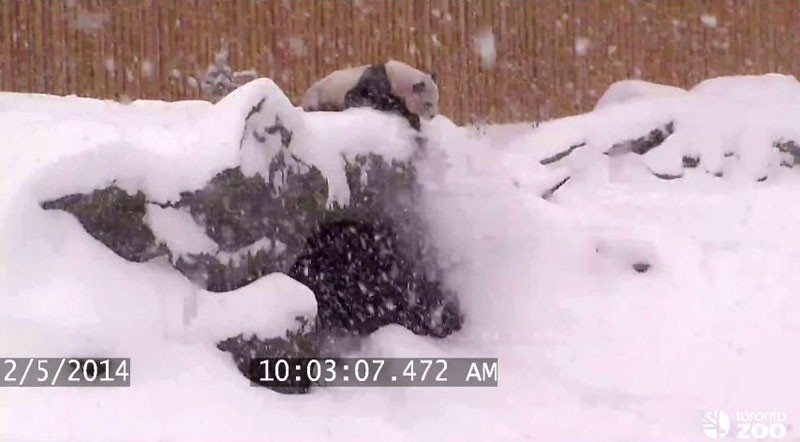 Security Cam Catches Giant Panda Having Best Time Ever During Snowstorm