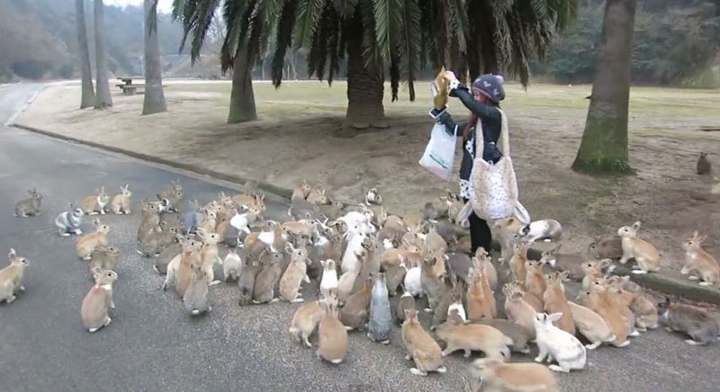 When Rabbits Take Over the World This is What it Will Look Like ...