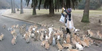 When Rabbits Take Over the World This is What it Will Look Like