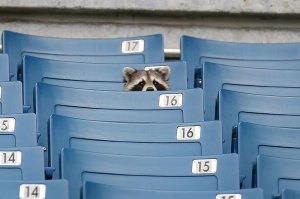 raccoon in the stands at baseball game stadium raccoon in the stands at baseball game stadium