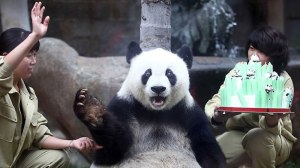 surprised panda bear surprised panda bear