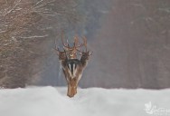 Picture of the Day: Deer Oh Deer Oh Deer